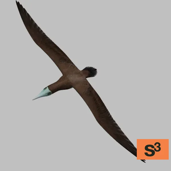 animal-brown-booby-001-flying-001 — 3D model preview