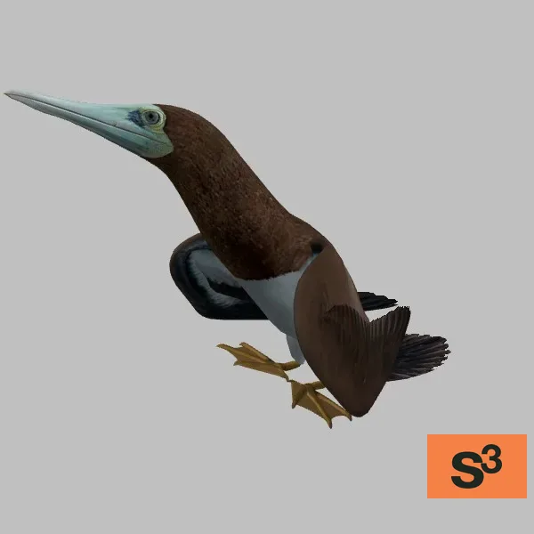 animal-brown-booby-001-resting-001 — 3D model preview