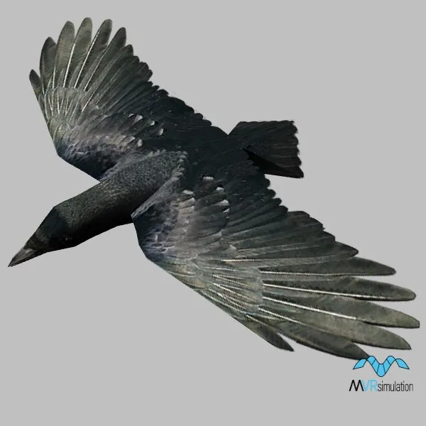 animal-crow-001 — 3D model preview