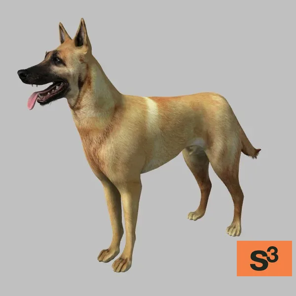 animal-malinois-001 — 3D model preview