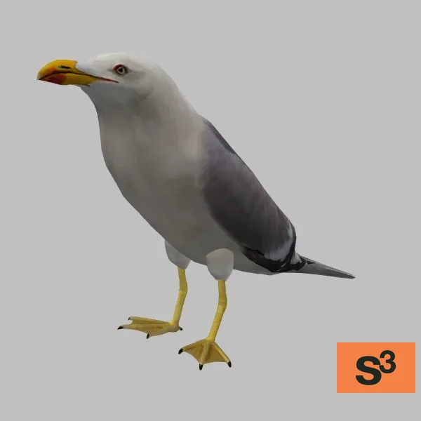 animal-seagull-resting-001 — 3D model preview