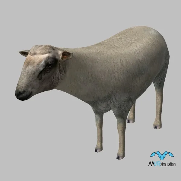 animal-sheep-001 — 3D model preview