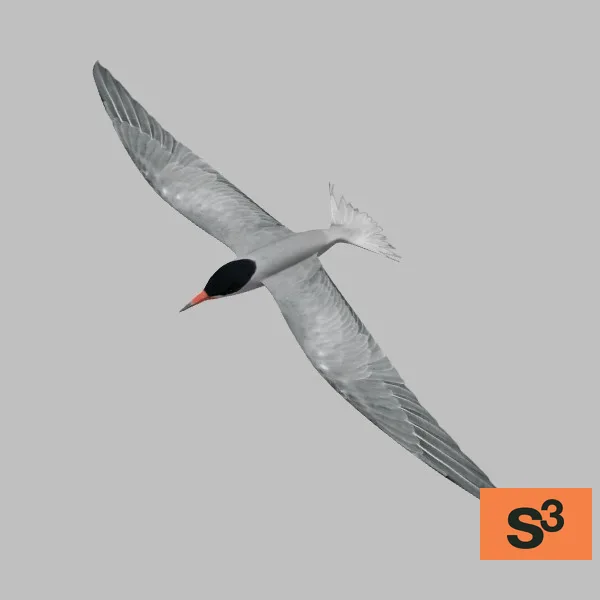 animal-tern-001-flying-001 — 3D model preview