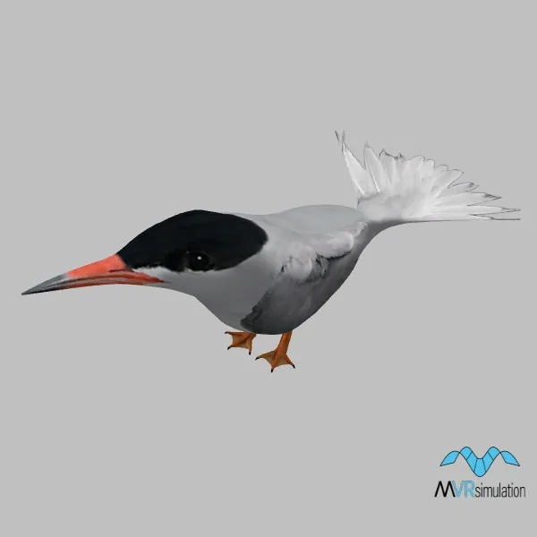 animal-tern-001-resting-001 — 3D model preview