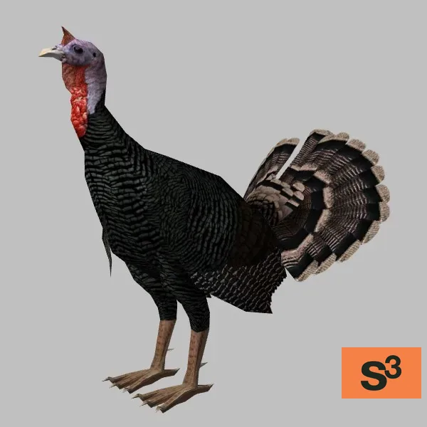 animal-turkey-001 — 3D model preview