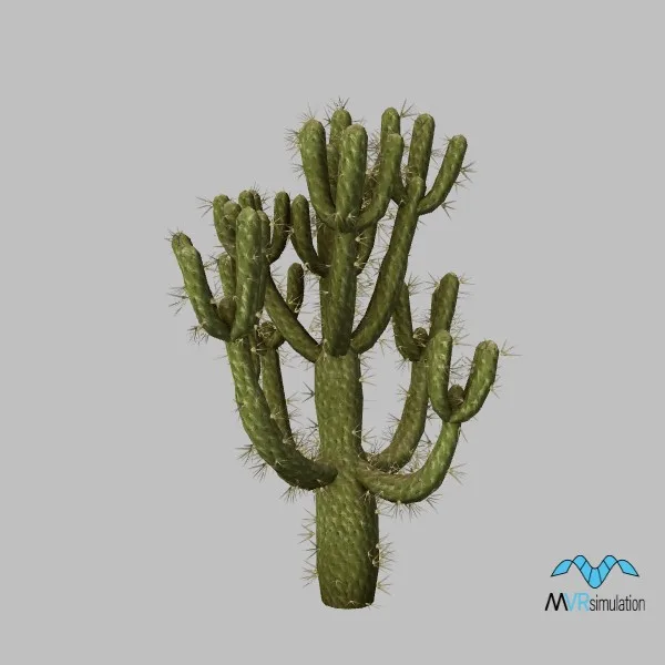 cactus-cholla-001 — 3D model preview