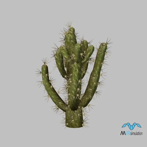 cactus-cholla-002 — 3D model preview