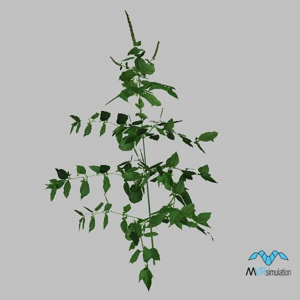 Grass-004 — 3D model preview