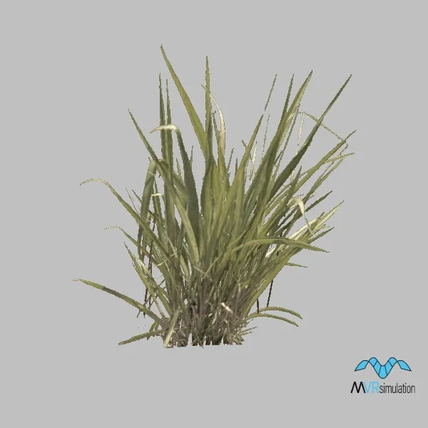 Grass-013 — 3D model preview