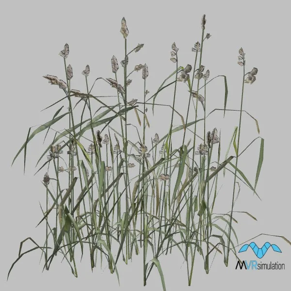 Grass-020 — 3D model preview