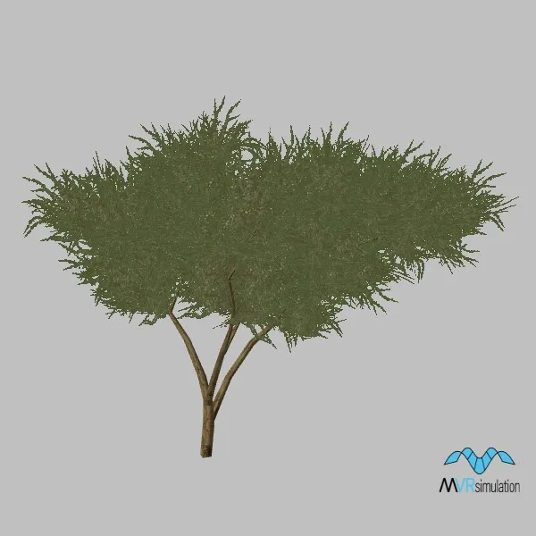 kismayo-tree-acacia-001 — 3D model preview