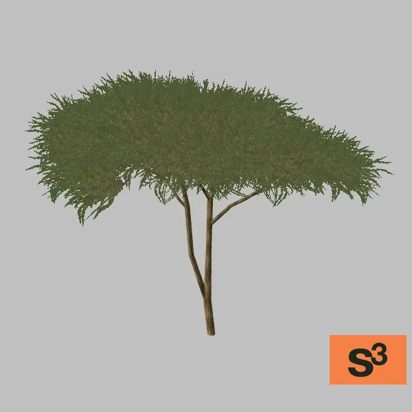 kismayo-tree-acacia-002 — 3D model preview