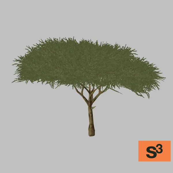 kismayo-tree-acacia-003 — 3D model preview