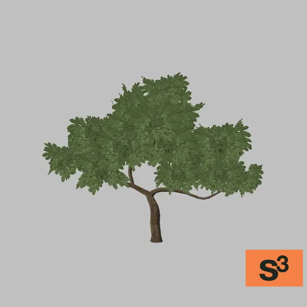 kismayo-tree-cassia-001 — 3D model preview