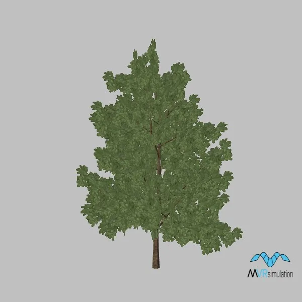 kismayo-tree-cassia-002 — 3D model preview