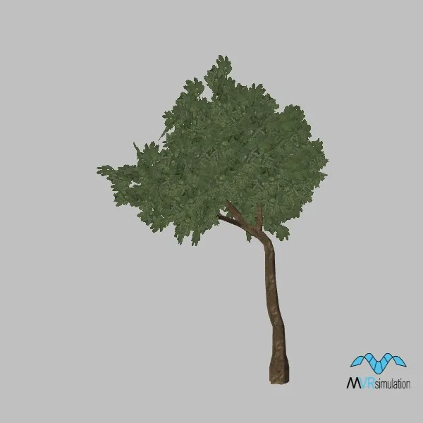 kismayo-tree-cassia-003 — 3D model preview