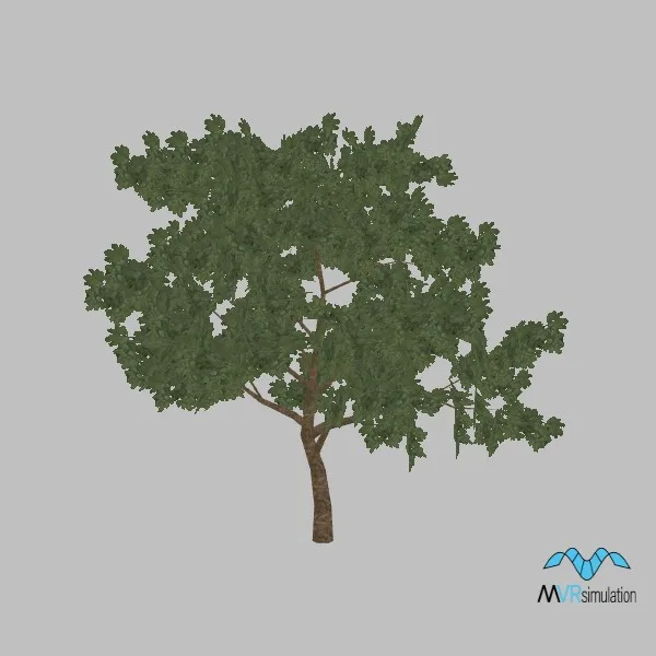kismayo-tree-cassia-004 — 3D model preview