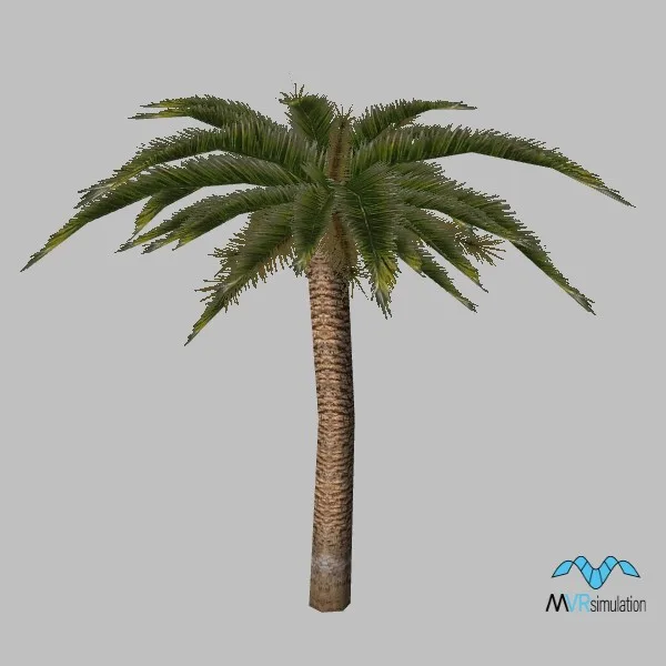 kismayo-tree-palm-001 — 3D model preview