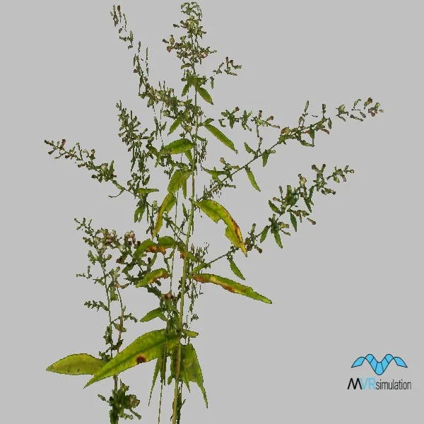 plant-003 — 3D model preview