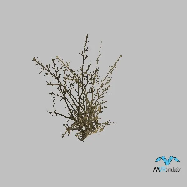 plant-desert-brush-001 — 3D model preview