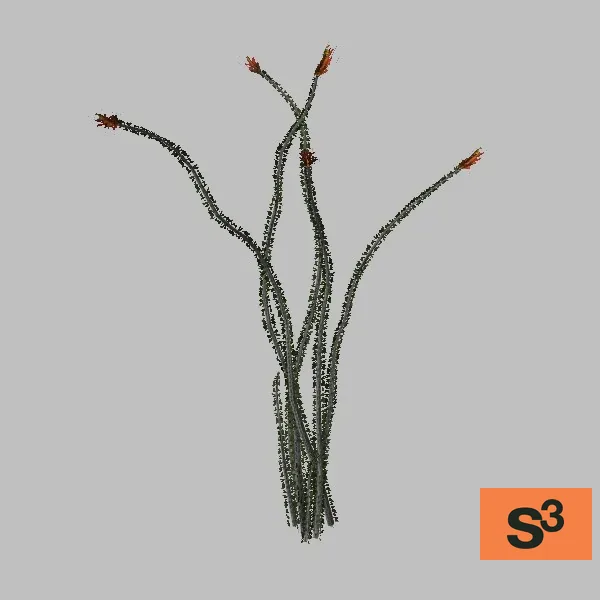 plant-ocotillo-001 — 3D model preview