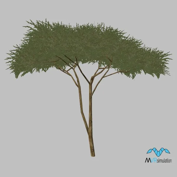 tree-acacia-002 — 3D model preview