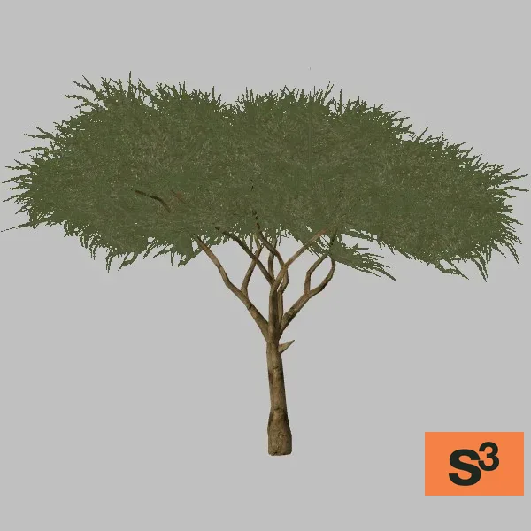 tree-acacia-003 — 3D model preview