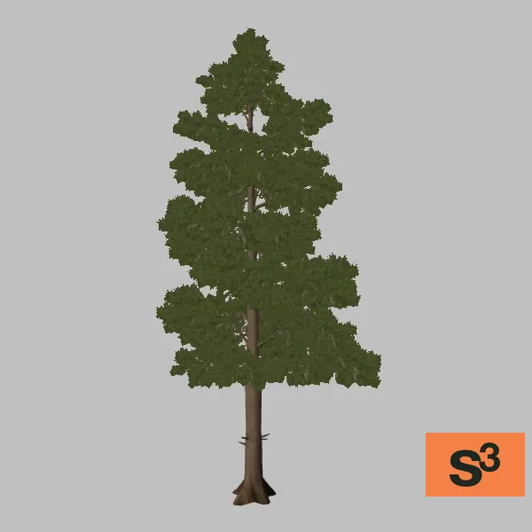 tree-aleppo-pine-001 — 3D model preview