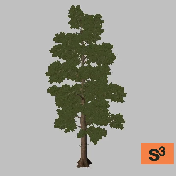 tree-aleppo-pine-003 — 3D model preview