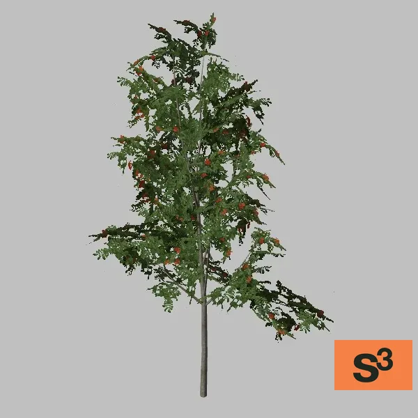 tree-ash-001 — 3D model preview