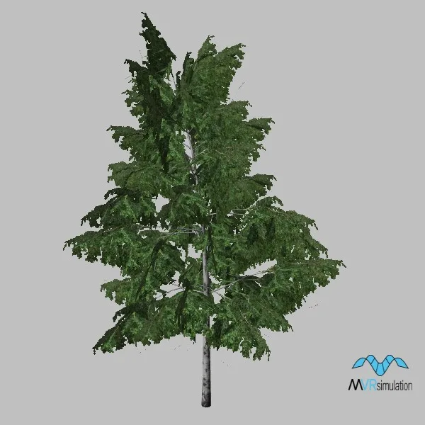 tree-birch-001 — 3D model preview