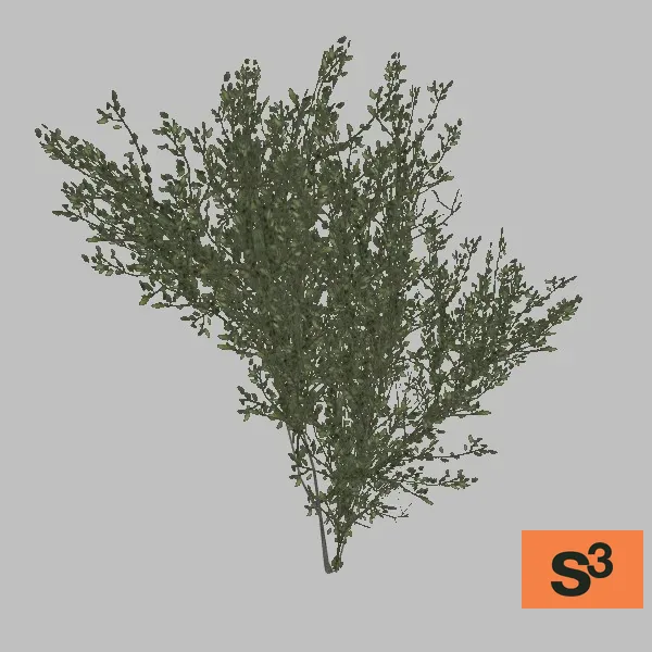 tree-black-saxaul-001 — 3D model preview