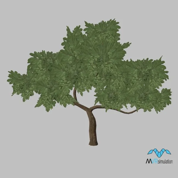 tree-cassia-001 — 3D model preview