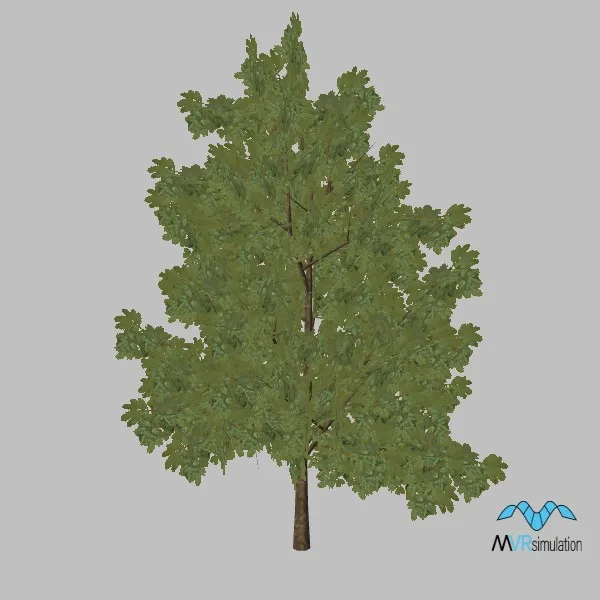tree-cassia-002 — 3D model preview