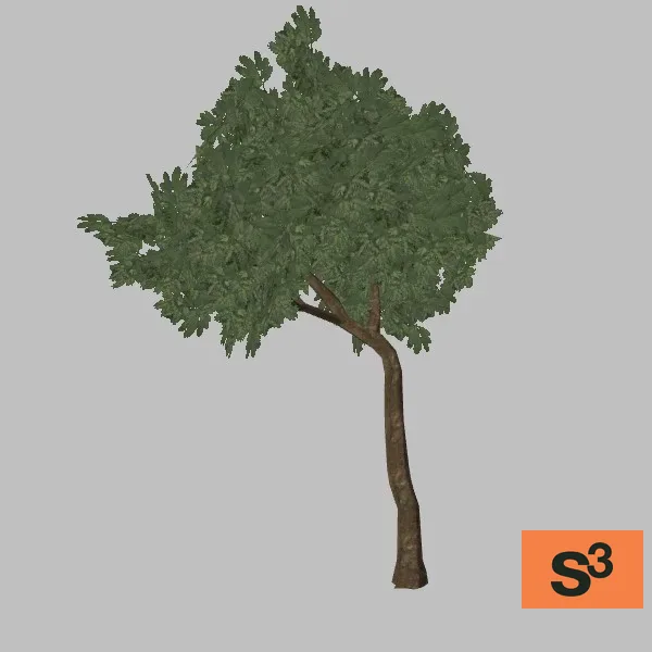 tree-cassia-003 — 3D model preview
