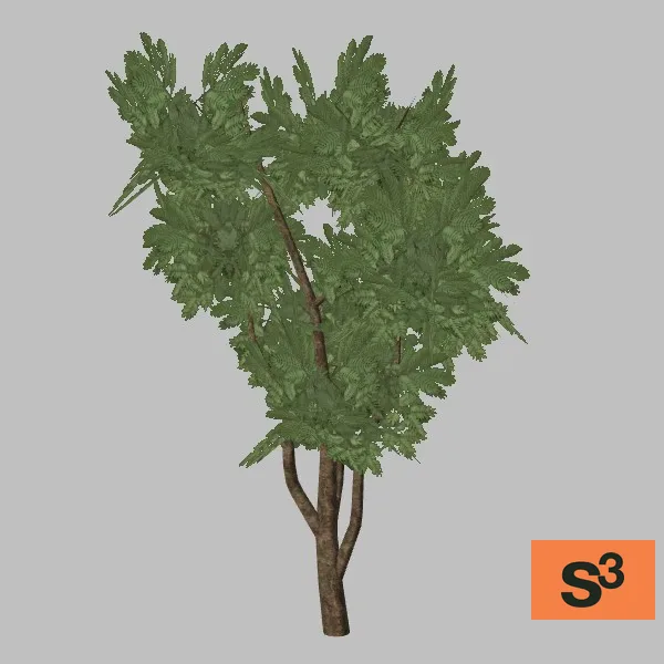 tree-cassia-005 — 3D model preview