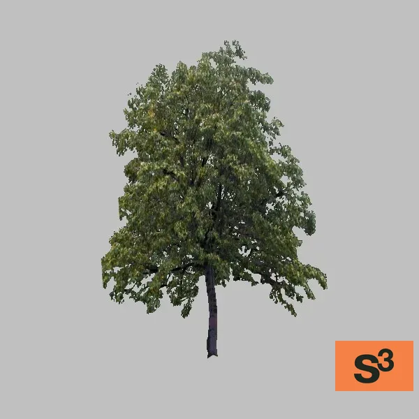 tree-deciduous-001 — 3D model preview