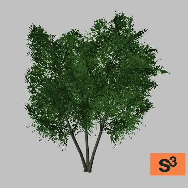 tree-elm-001 — 3D model preview