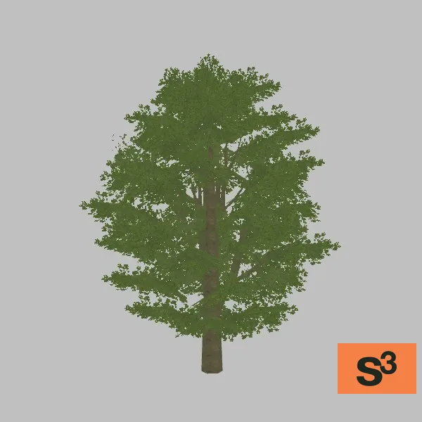 tree-euro-beech-001 — 3D model preview