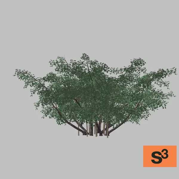 tree-lilac-001 — 3D model preview
