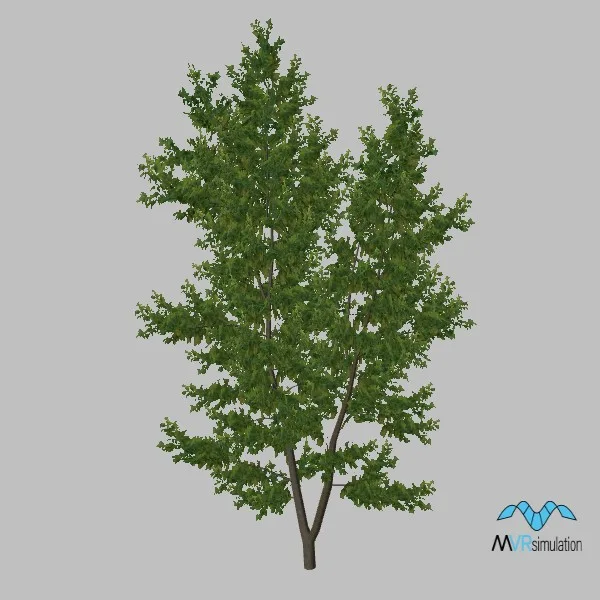 tree-maple-001 — 3D model preview