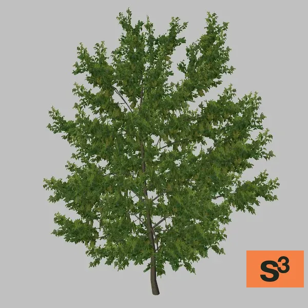 tree-maple-002 — 3D model preview