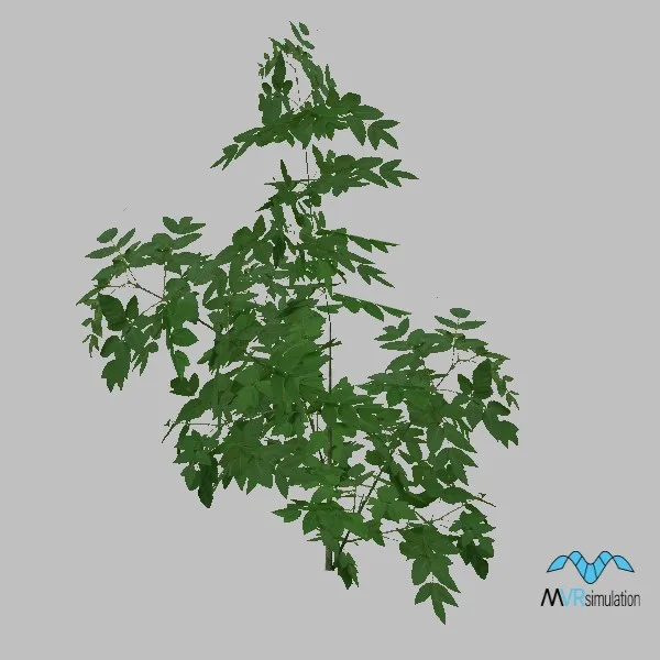 tree-maple-003 — 3D model preview