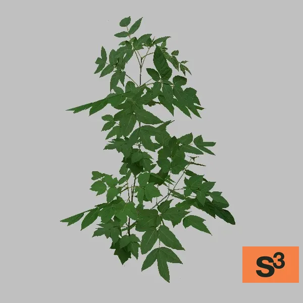 tree-maple-004 — 3D model preview