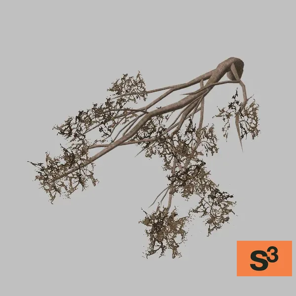 tree-mesquite-003 — 3D model preview