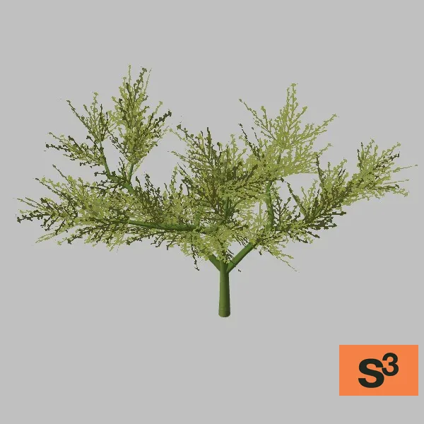 tree-palo-verde-002 — 3D model preview