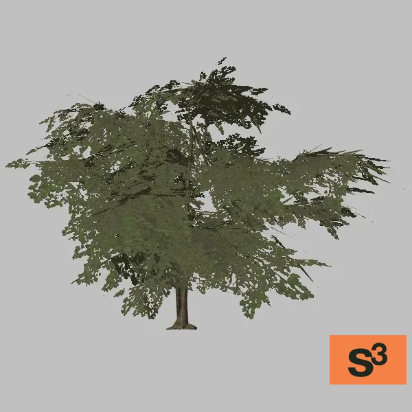 tree-pistacia-002 — 3D model preview