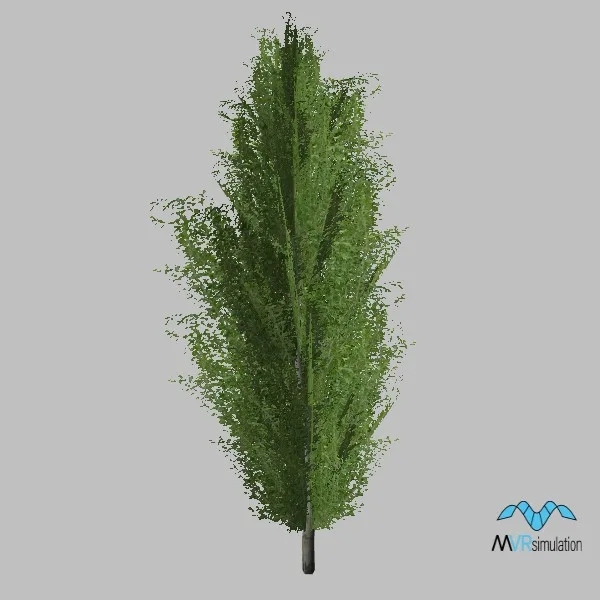 tree-poplar-001 — 3D model preview