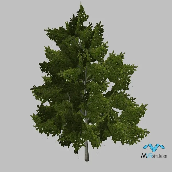 tree-poplar-002 — 3D model preview