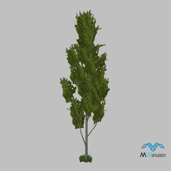 tree-poplar-004 — 3D model preview
